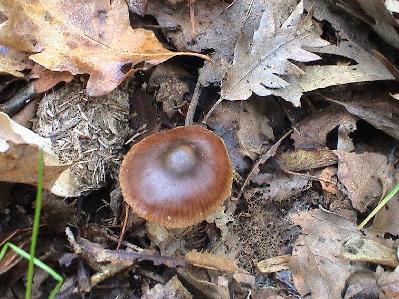 Vari funghi primaverili